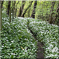 Wild garlic by the West Sussex Literary Trail