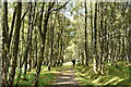 NN2082 : Footpath through Silver birches by N Chadwick