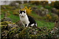SD1399 : Friendly Cat (1) by Peter Trimming