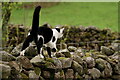 SD1399 : Friendly Cat (3) by Peter Trimming