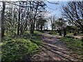 TQ2510 : Woodland and path at Devil's Dyke by Mat Fascione