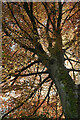 Copper beech, Totnes