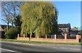 Willow tree on Main Road, Long Bennington