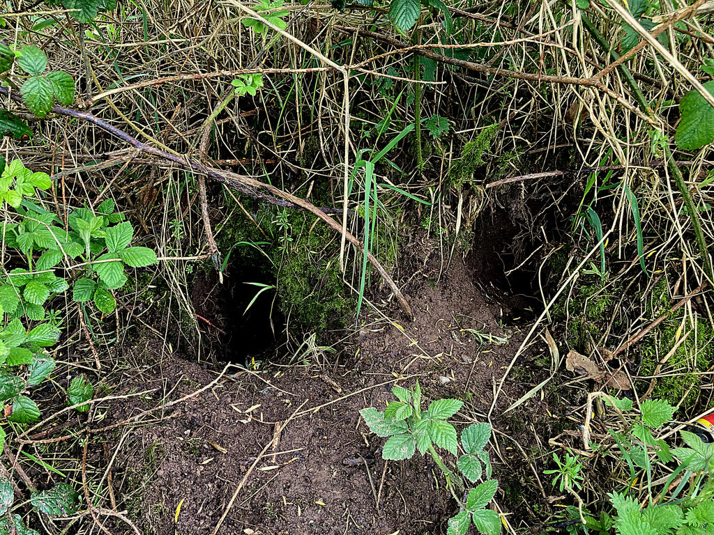 Burrows Along The River Bank, © Kenneth Allen Cc-by-sa 2.0 