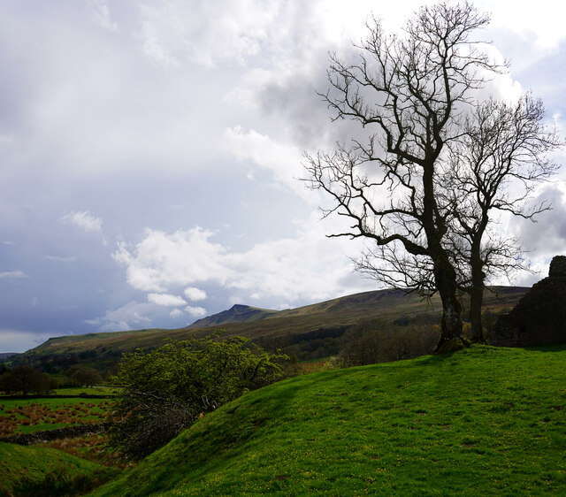 Tree at Pendragon Castle