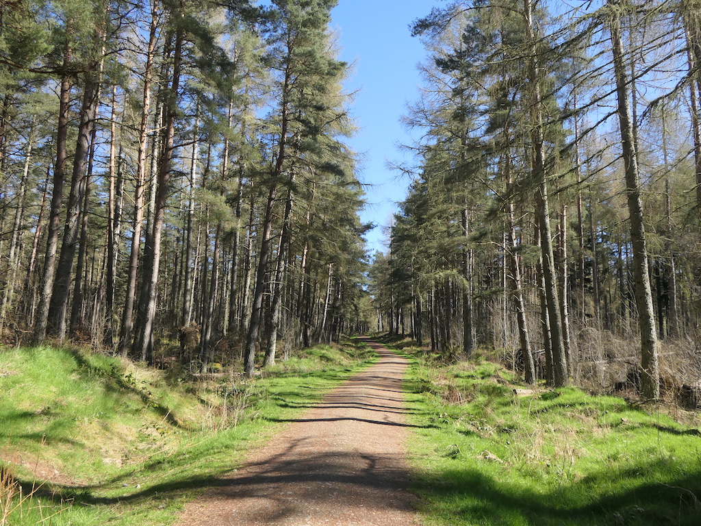 Forest Road Mullans Wood © Richard Webb Geograph Britain And Ireland 9518