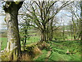 Trees by the Dyke Path near Darvel