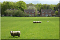 Pasture, Chiseldon