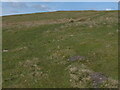 NT7908 : The Pennine Way at the SE corner of the Roman Camp by Dave Kelly