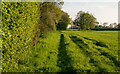 Footpath on Field Boundary, Thorpe Green