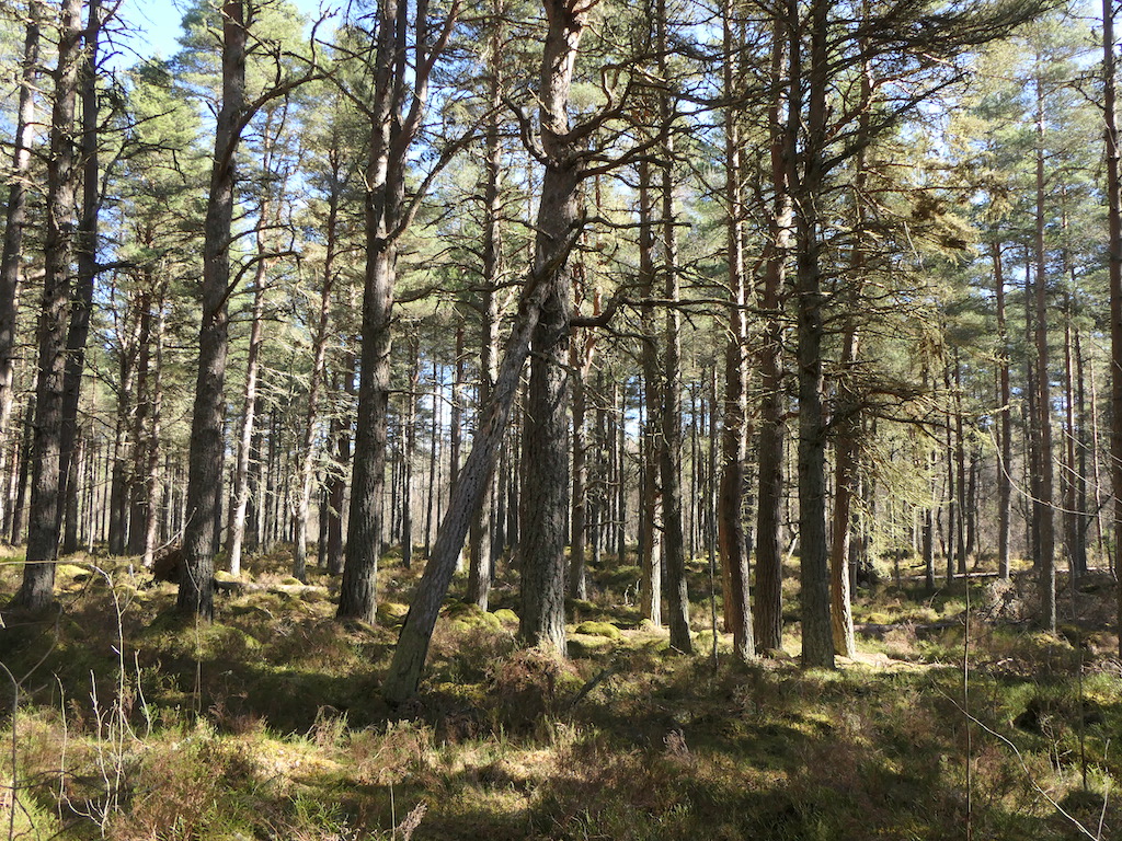 Mullans Wood © Richard Webb cc-by-sa/2.0 :: Geograph Britain and Ireland