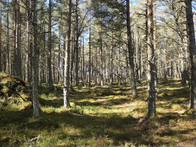 A dry bit of Monadh Mòr © Richard Webb :: Geograph Britain and Ireland