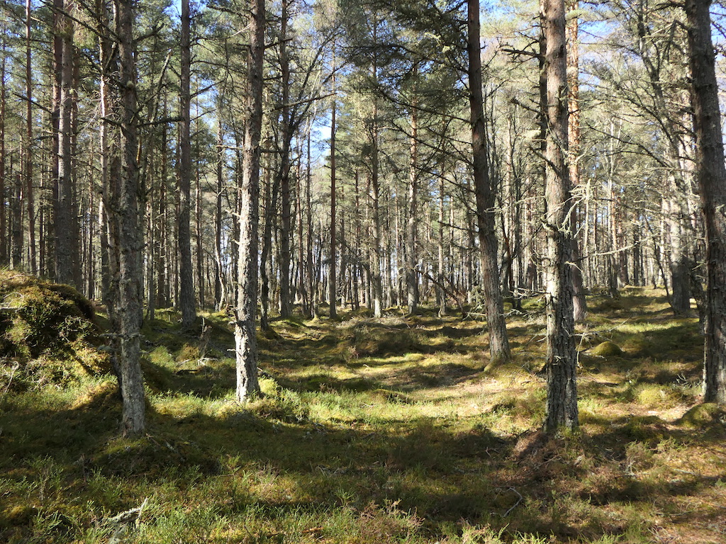 A dry bit of Monadh Mòr © Richard Webb :: Geograph Britain and Ireland