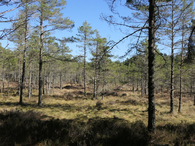 Monadh Mòr bog forest © Richard Webb cc-by-sa/2.0 :: Geograph Britain ...