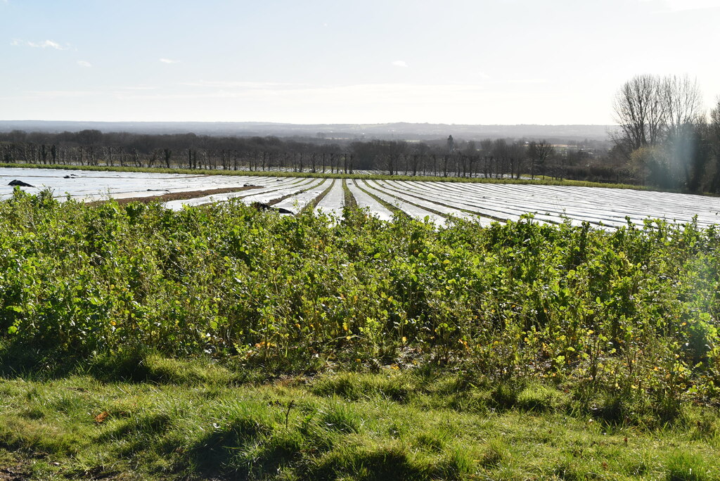 fruit-under-wraps-n-chadwick-geograph-britain-and-ireland