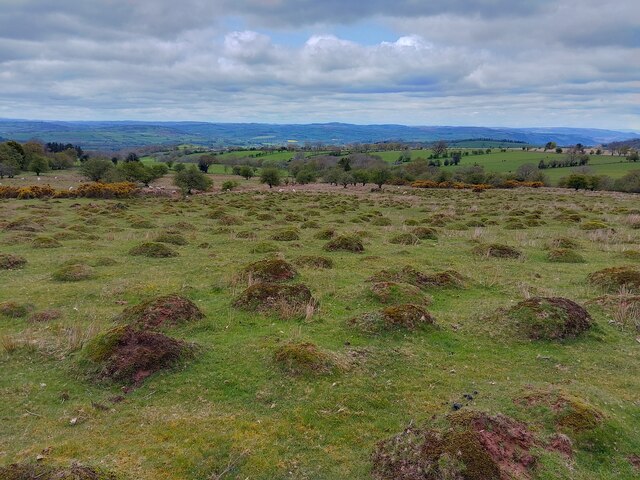 anthills-on-common-land-oscar-taylor-geograph-britain-and-ireland