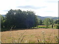 Nature Reserve near Moffat