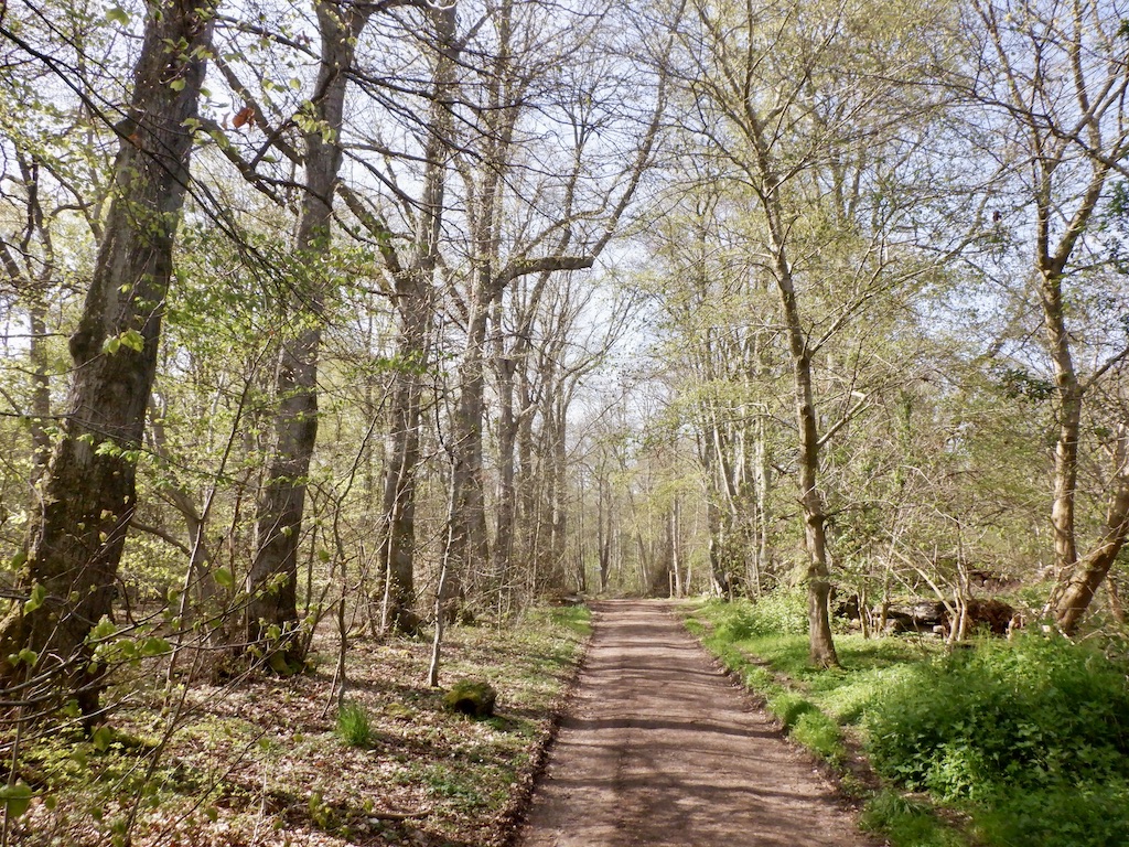 Road, Gifford Community Woodlands © Richard Webb :: Geograph Britain ...