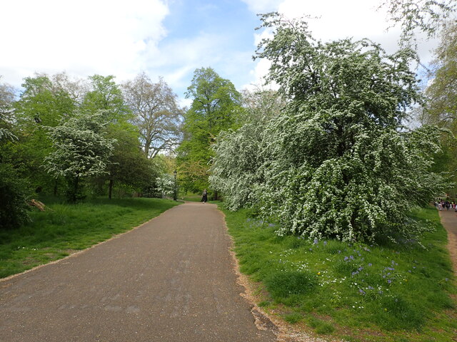 Hawthorn in Green Park © Marathon cc-by-sa/2.0 :: Geograph Britain and ...