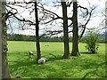 Sheep in a field by Farnley Lane