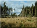 Gap in a stand of conifers