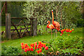SP6771 : Flamingos and their tulips, Coton Manor by Oliver Mills