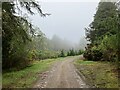 Track in Morangie Forest