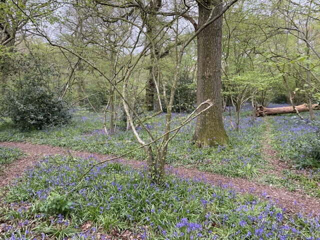 Bluebell season - Well's Copse © Mr Ignavy cc-by-sa/2.0 :: Geograph ...