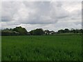 Across the field to Greengates, Cowsden