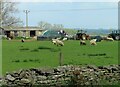 Sheep and tractors in a field