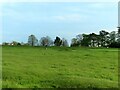 Golf on Minchinhampton Common