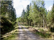 NN5000 : Logging road, Loch Ard Forest by Richard Webb