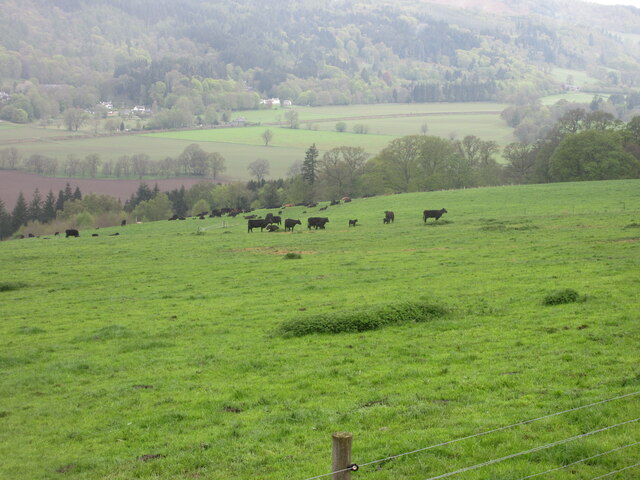 Cattle near Rotmell