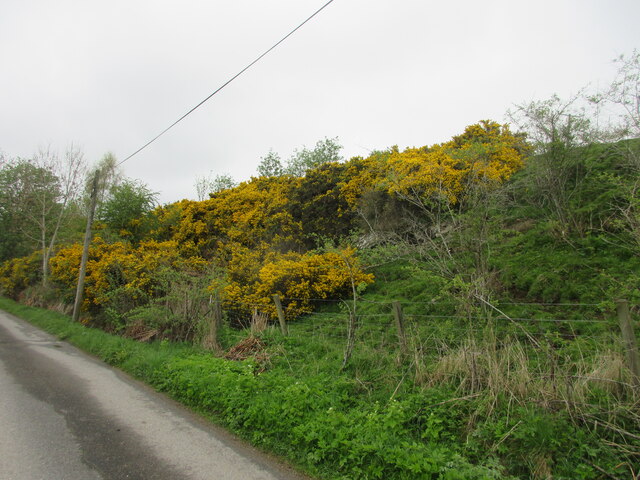 Bank of gorse