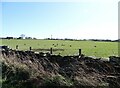NZ1054 : Grazing field beside Whinney Lane by Robert Graham
