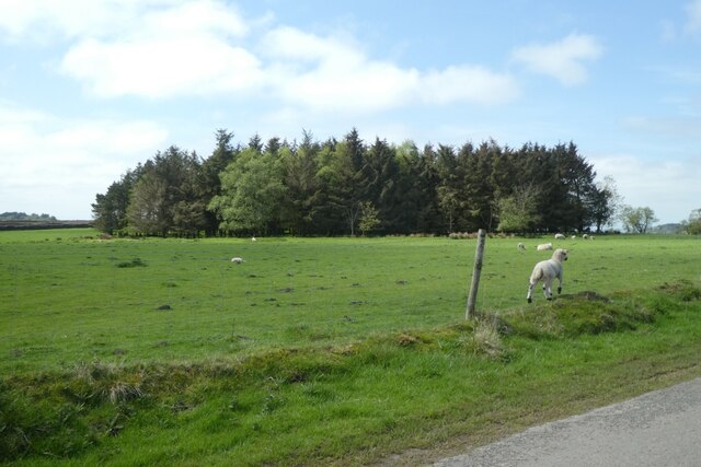 lamb-near-moor-house-plantation-ds-pugh-cc-by-sa-2-0-geograph