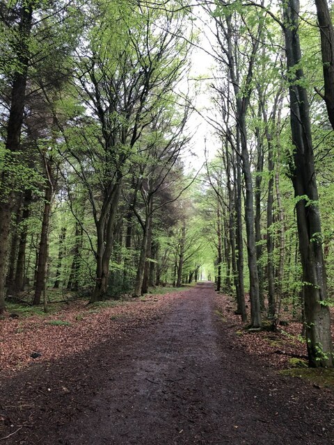 The Main Drag, Butterdean Wood © Richard Webb :: Geograph Britain And 