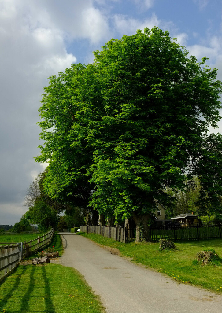 Trees near Marden Park Farm © Derek Harper cc-by-sa/2.0 :: Geograph ...