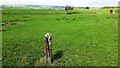 NY5760 : Field with old wooden post west of Carnetley by Luke Shaw