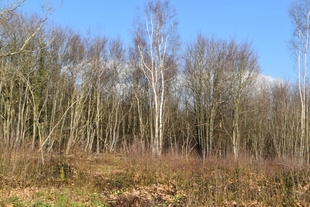 Wilderness Wood © N Chadwick :: Geograph Britain and Ireland