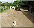 Two horses and a cat