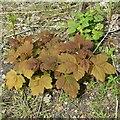 SK6143 : Sycamore saplings, Gedling Country Park by Alan Murray-Rust