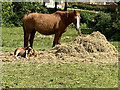 Mare and foal, Campsie, Omagh