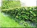 Grass verge and hedge on Goosefoot Lane