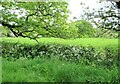 Spring flowers and verdant meadowland