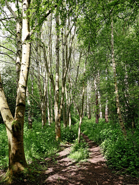 Woodland track near Pendeford,... © Roger D Kidd :: Geograph Britain ...