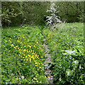 Permissive path near Pendeford in Staffordshire