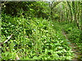 Hedge alongside the footpath