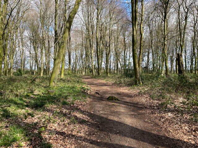 Trail in Bull's Bushes Copse © Mr Ignavy :: Geograph Britain and Ireland