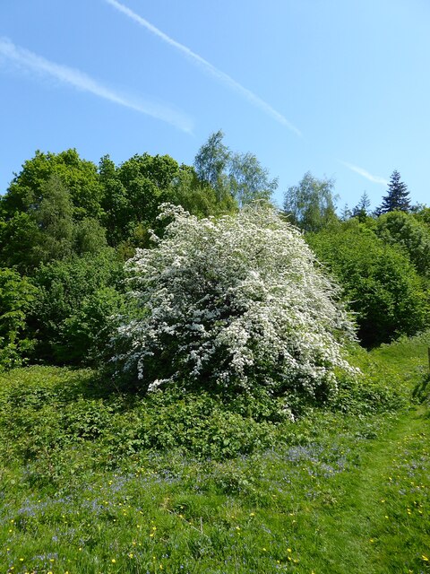 hawthorn-crataegus-monogyna-simon-carey-geograph-britain-and-ireland